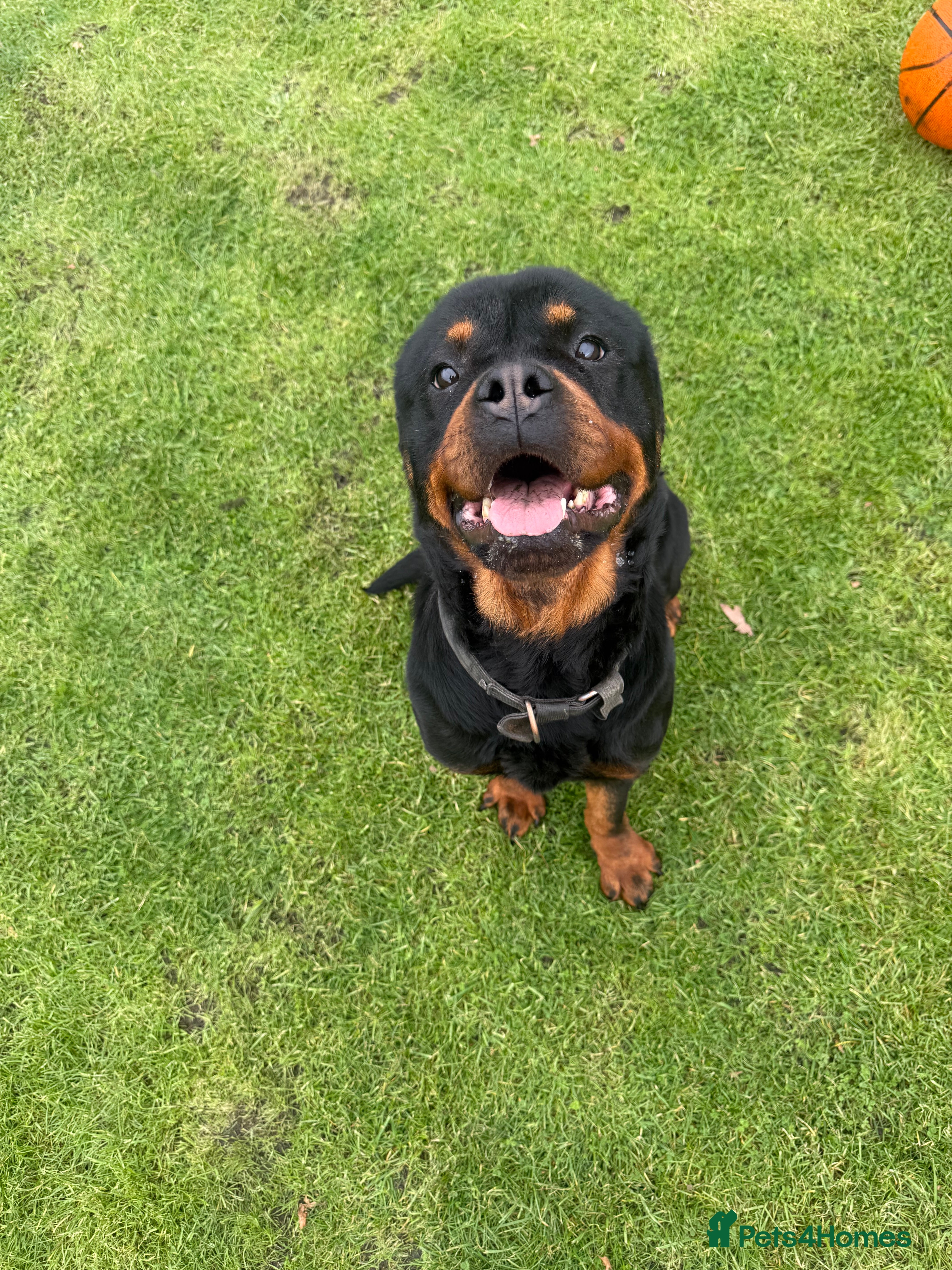 Rottweiler dogs ROTTWEILER girl looking for new home - Advert 3