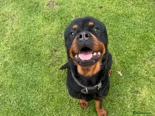 Rottweiler dogs ROTTWEILER girl looking for new home - Advert 4