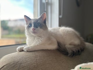 Ragdoll cats Ragdoll X Kittens - Advert 4