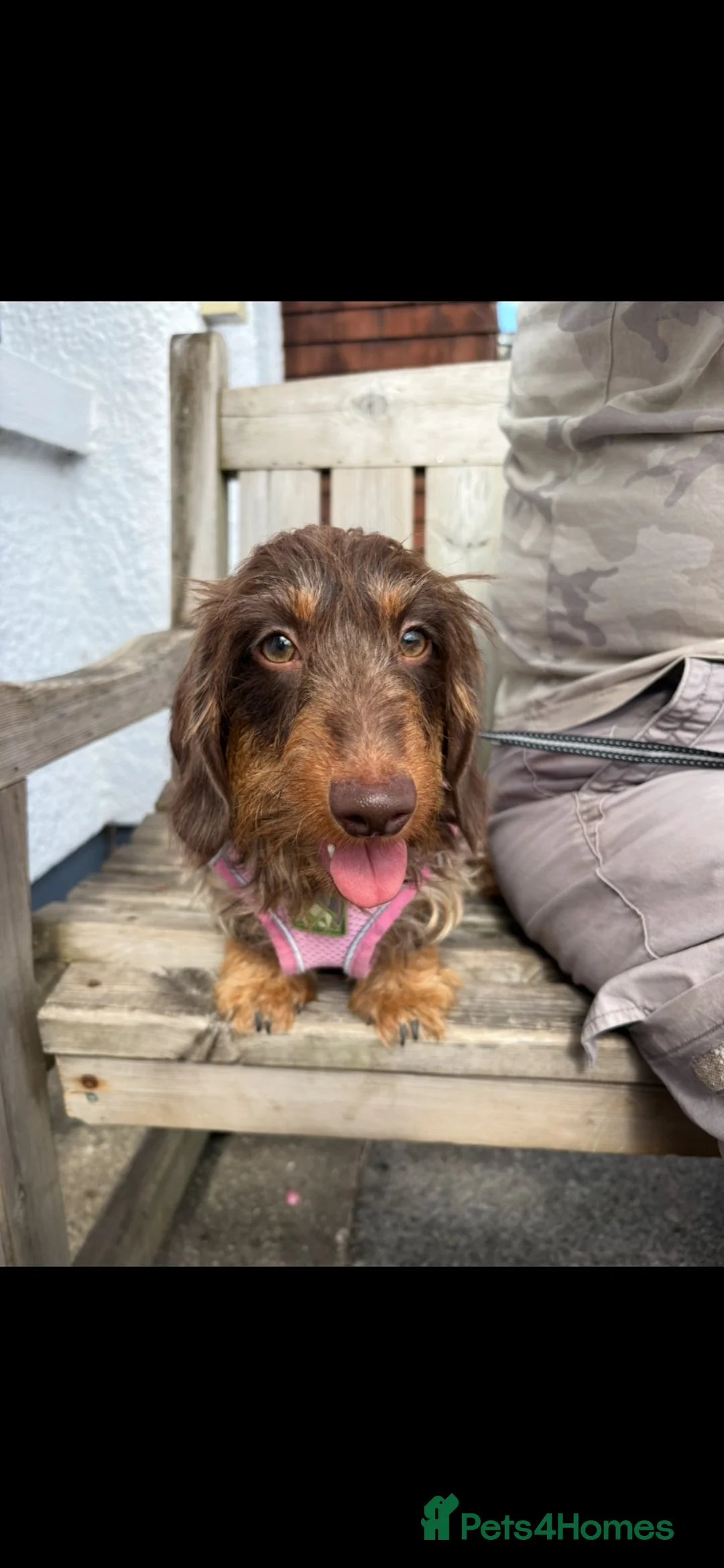 Miniature Dachshund dogs for sale: Pedigree Miniature Wire Haired Dachshund Female - Advert 2