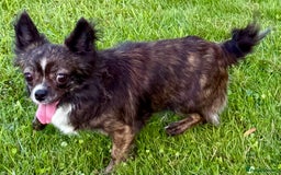 Chihuahua dogs for adoption: Tigra’s Story – Small Body, Brave Heart - Image 3