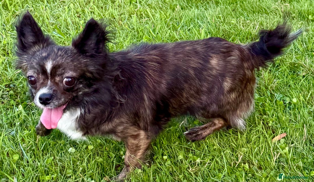 Chihuahua dogs for adoption: Tigra’s Story – Small Body, Brave Heart - Image 3