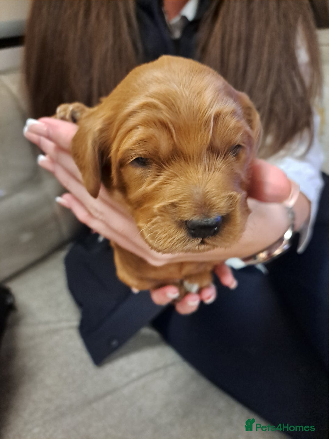 Cockapoo dogs for sale: Toy cockerpoo fox red puppy - Image 7
