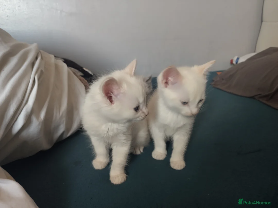 Ragdoll cats for sale: BEAUTIFUL RAGDOLL X  - Advert 7