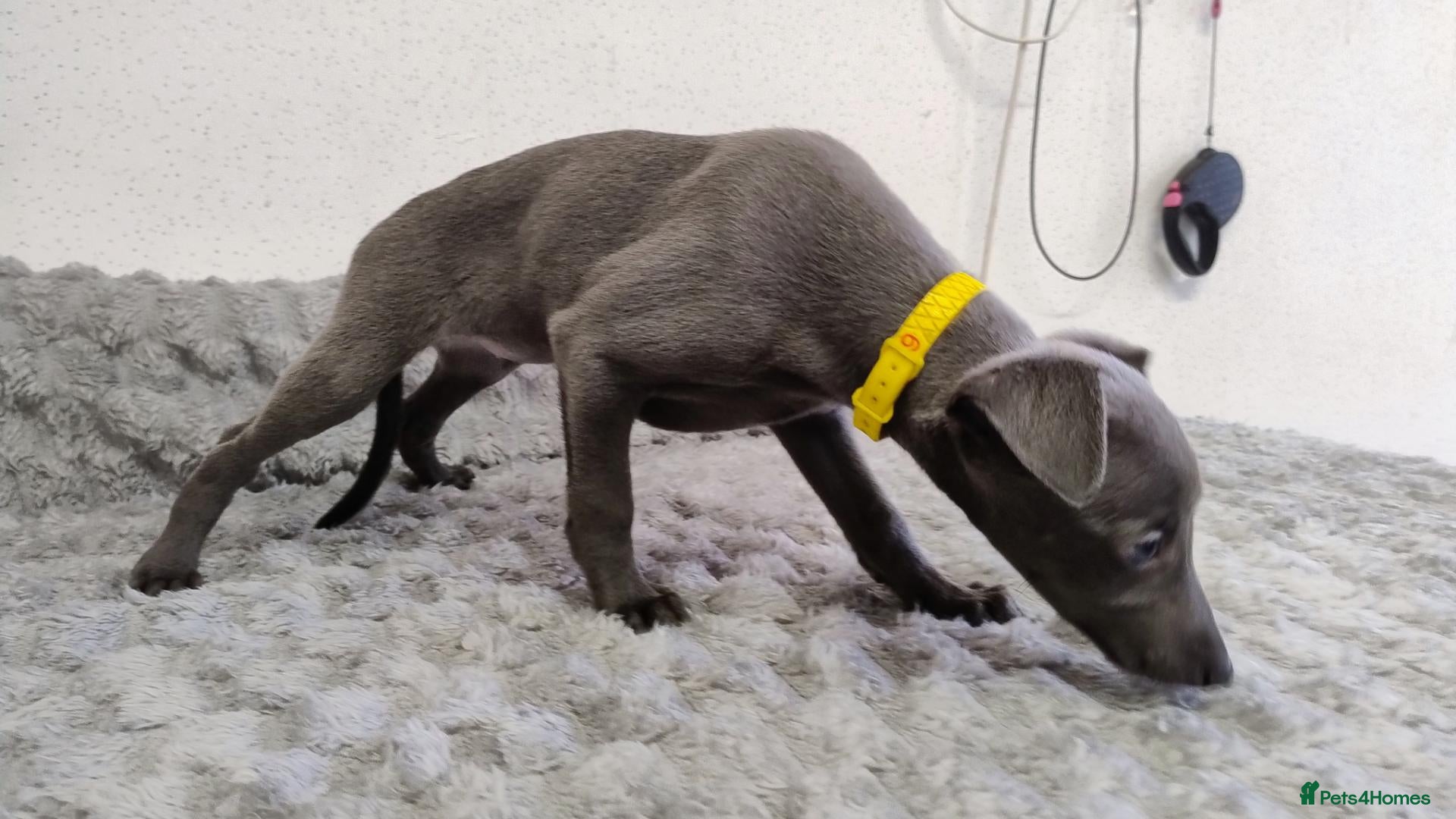 Whippet dogs Whippet KC Registered - (Solid) Blue Puppies - Advert 2