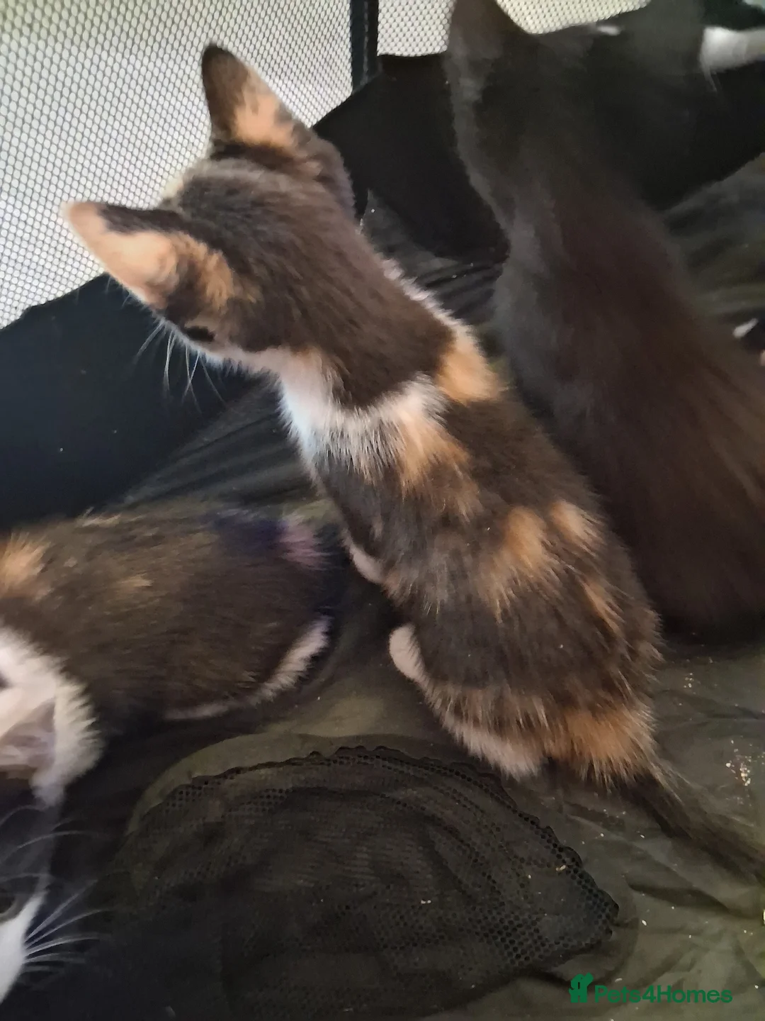 Mixed Breed cats for sale: Lovely kittens - Advert 4