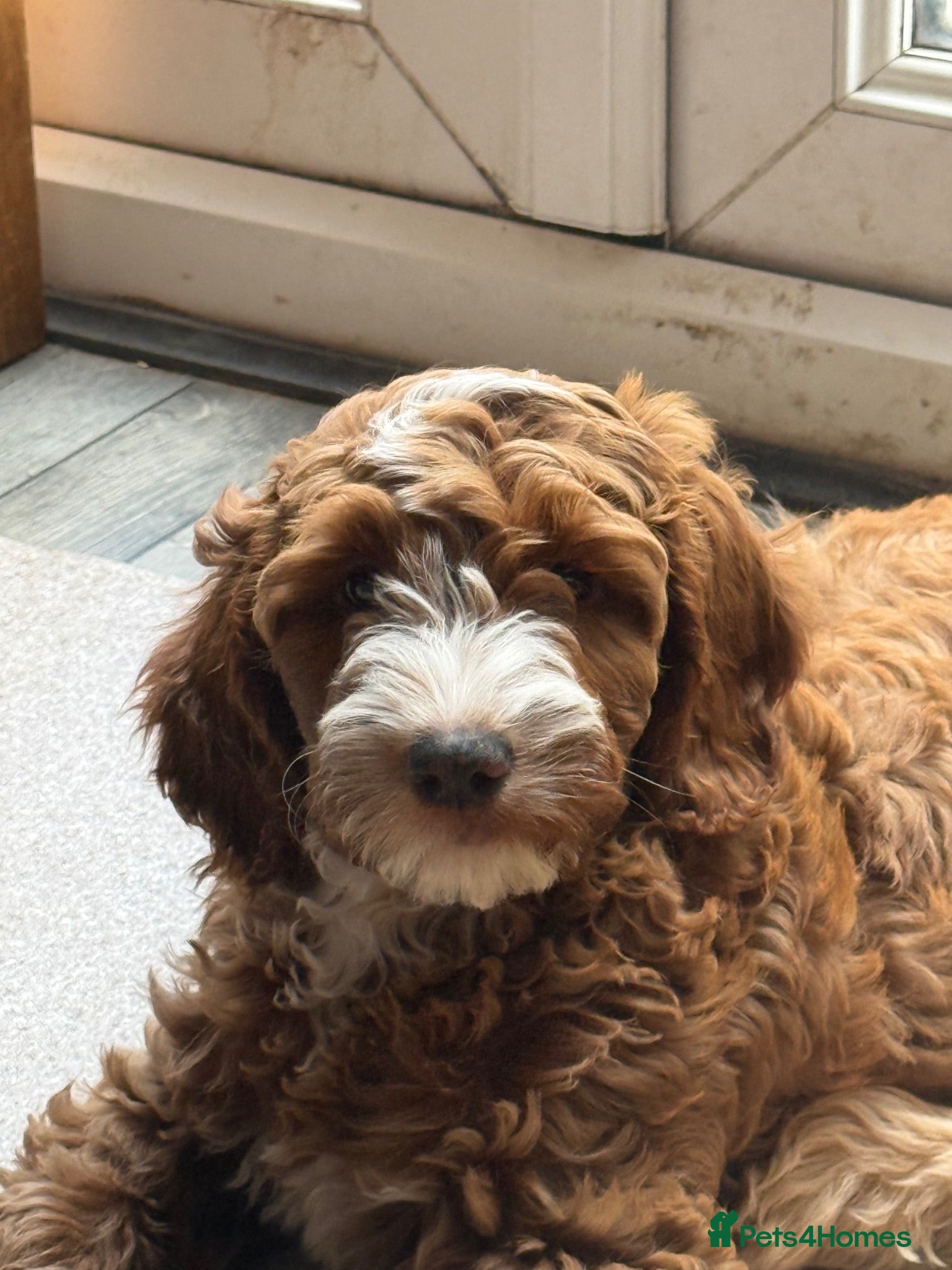 Australian Labradoodle dogs READY NOW! Therapy Aus x Irish dood multi gen mix  - Advert 2