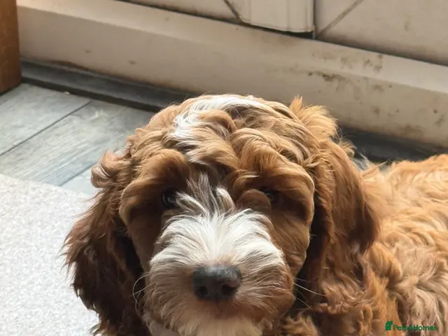 Australian Labradoodle dogs for sale: Therapy Aus x Irish dood multi gen mix - Advert 2