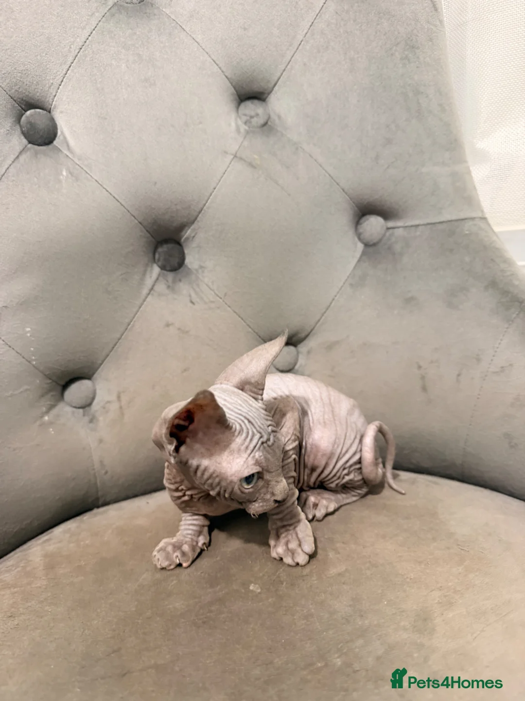 Sphynx cats for sale: 🐾 Beautiful Sphynx Kittens – Ready to Leave Now - Advert 19