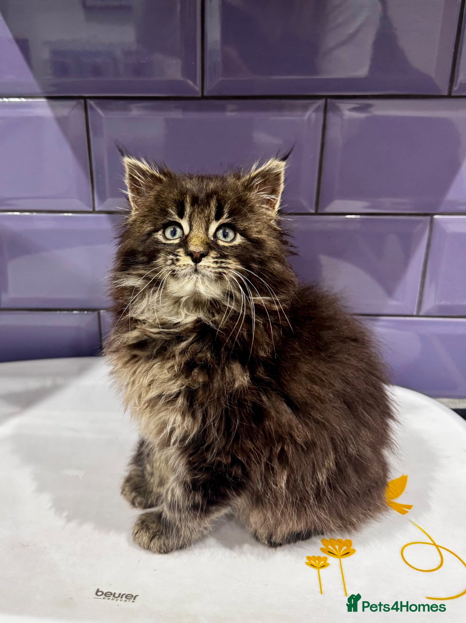 Maine Coon cats for sale: Pedigree Maine Coon Male Kitten in Newtownards - Advert 2