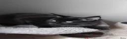 Maine Coon cats for sale: Maine coons big size kittens black grey, tabbys.  - Advert 2