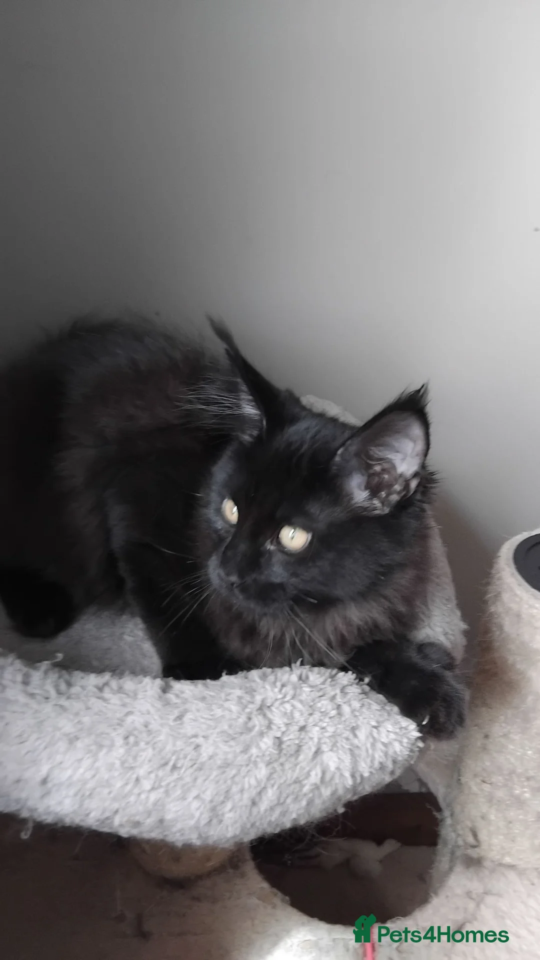 Maine Coon cats for sale: Maine coons big size kittens black grey, tabbys.  - Advert 2