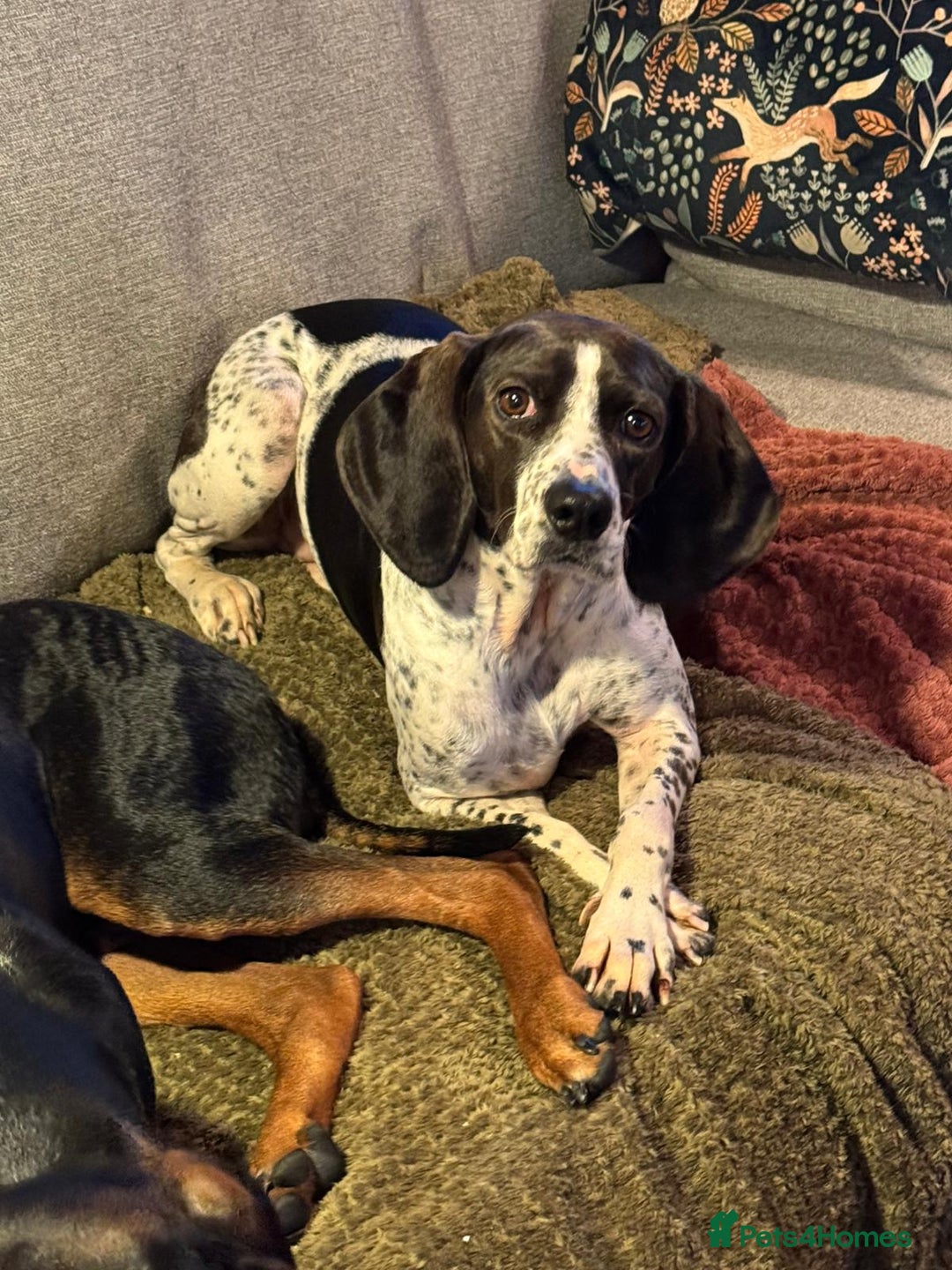 Mixed Breed dogs for adoption: Roxie – A Gentle Soul Ready for Her Forever Home - Image 6