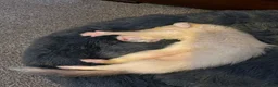 Ferret rodents for sale: Two hobs for rehoming. - Advert 16