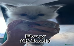 Ragdoll cats for sale: Pure Breed Ragdoll Kittens For Sale - Advert 4
