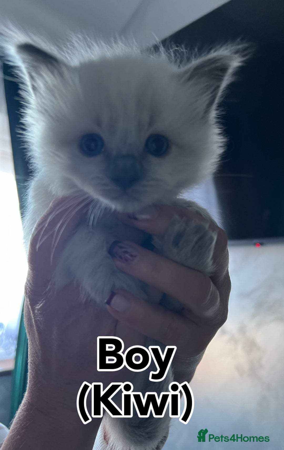 Ragdoll cats for sale: Pure Breed Ragdoll Kittens For Sale - Advert 4