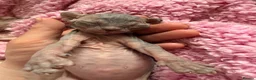 Sphynx cats for sale: Gorgeous Sphynx Kittens  - Advert 6