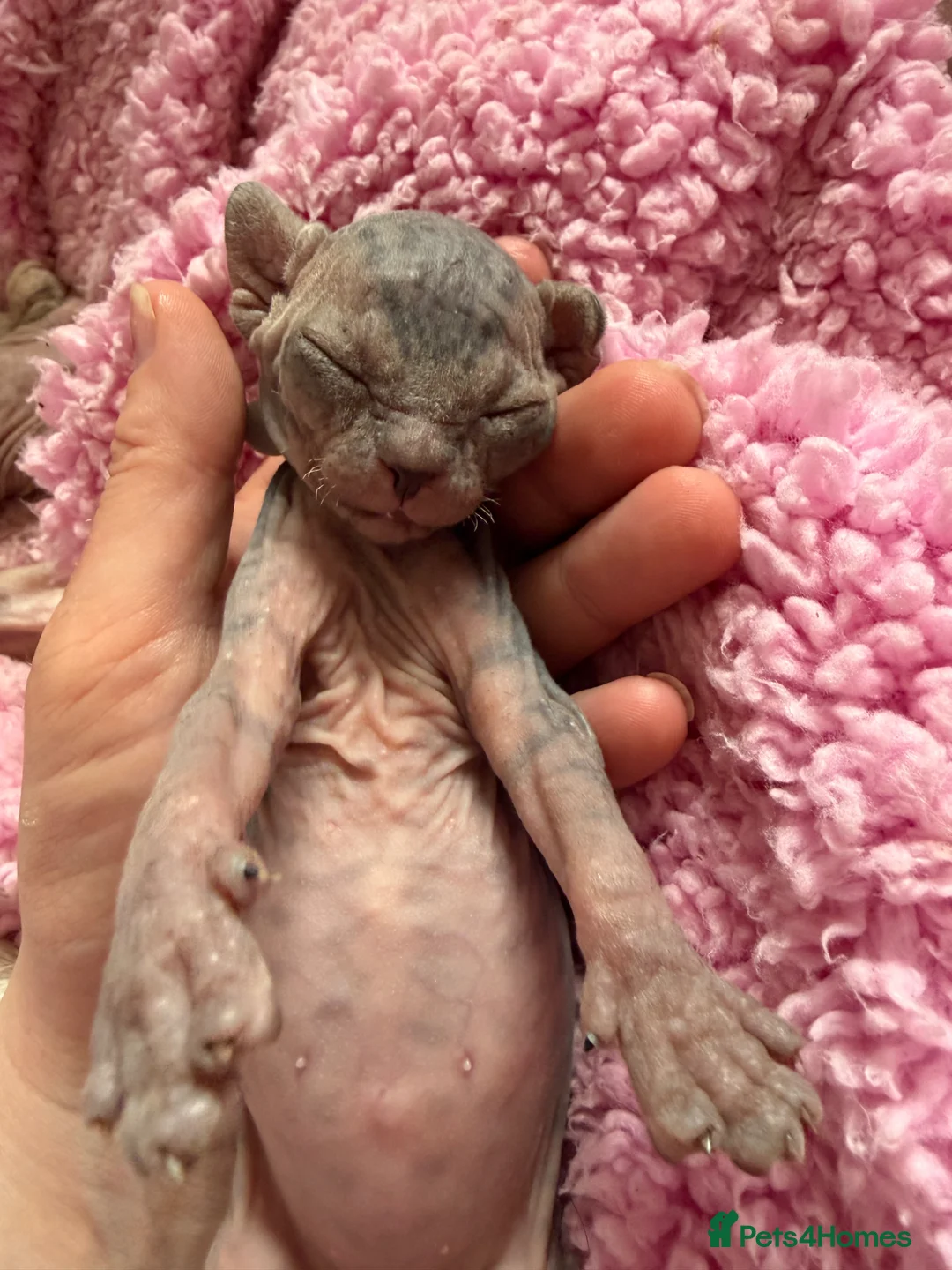 Sphynx cats for sale: Gorgeous Sphynx Kittens  - Advert 6