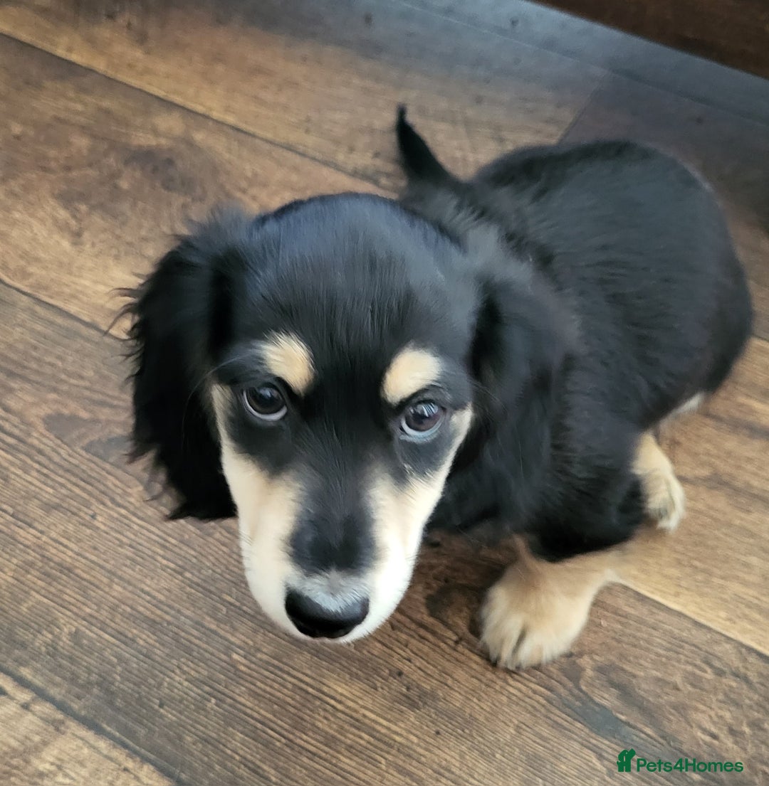 Miniature Dachshund dogs for sale: KC Black and Cream  ready now - Image 21