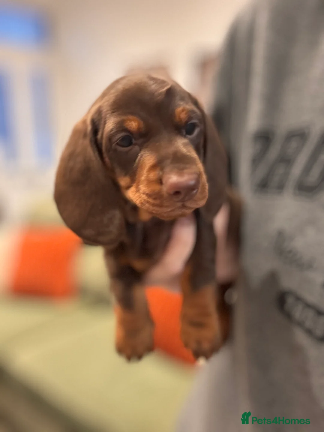 Miniature Dachshund dogs for sale: Miniature dachshund  - Advert 14