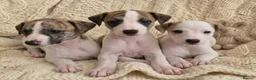 Whippet dogs for sale: Stunning Show Quality Ch Sired Whippet Puppies  - Advert 1