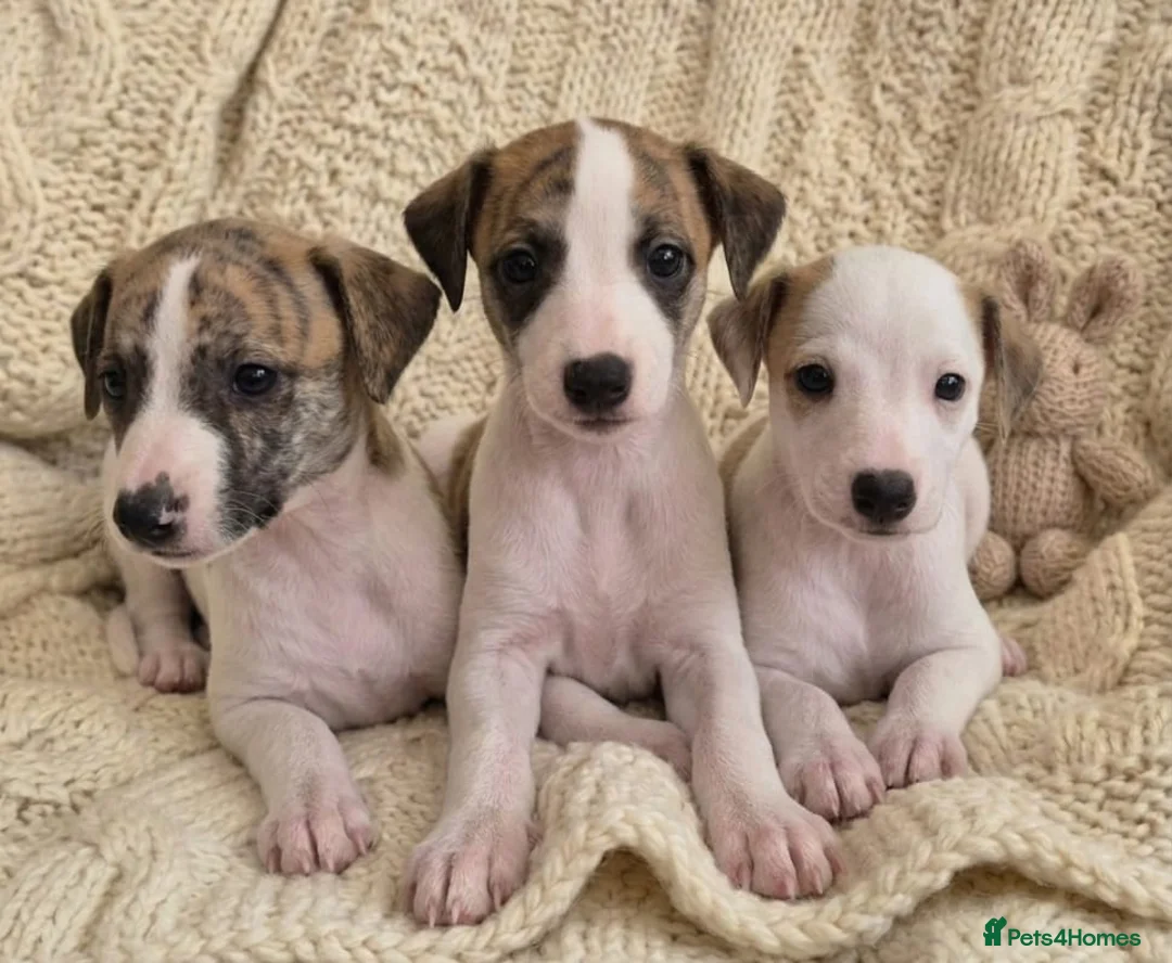 Whippet dogs for sale: Stunning Show Quality Ch Sired Whippet Puppies  - Advert 1