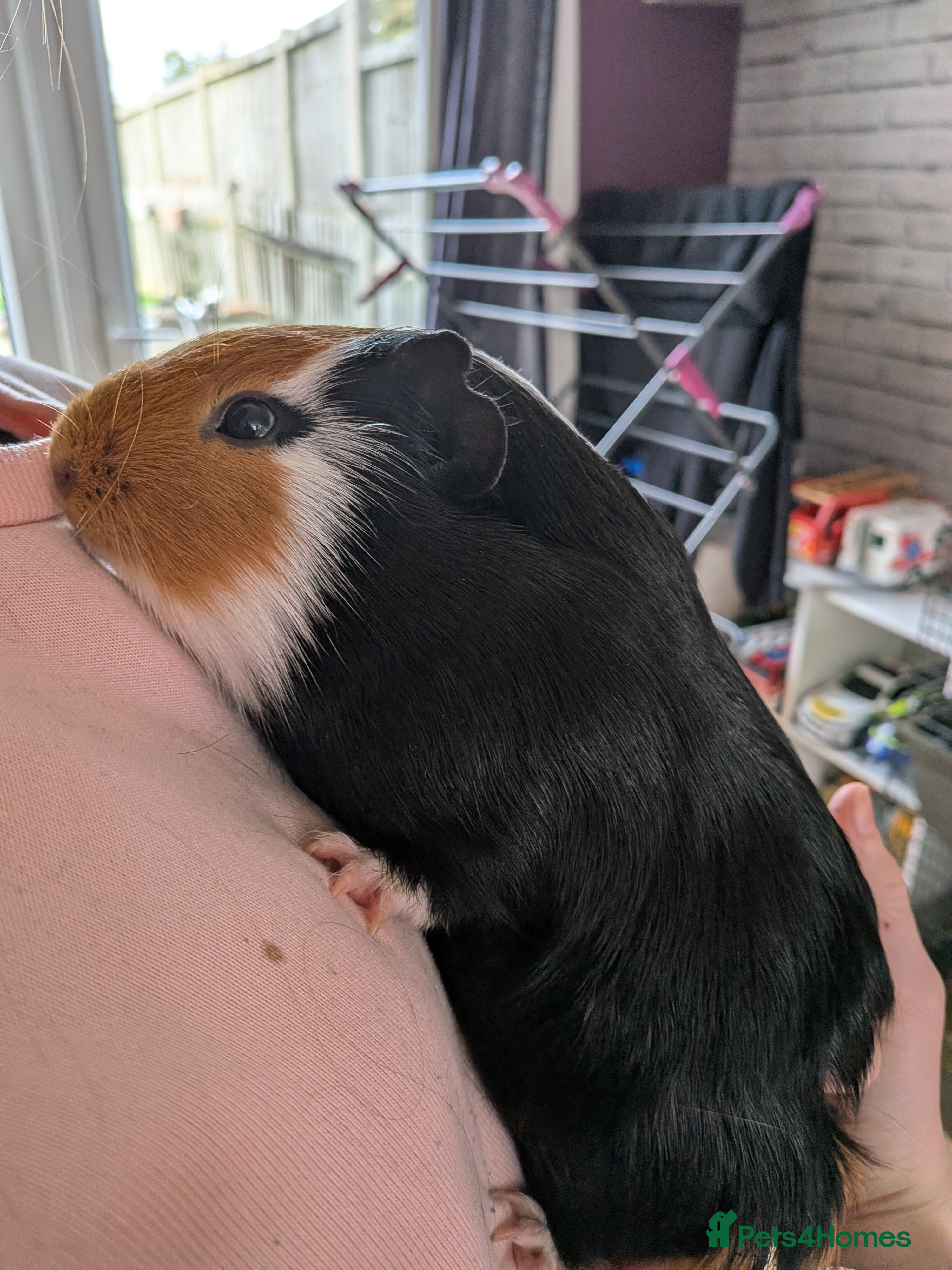 Guinea Pig rodents X3 male guinea pigs  - Advert 1