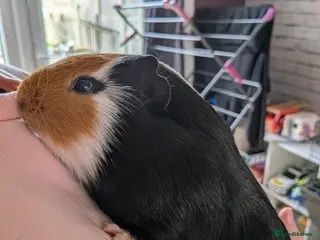 Guinea Pig rodents X3 male guinea pigs - Advert 1