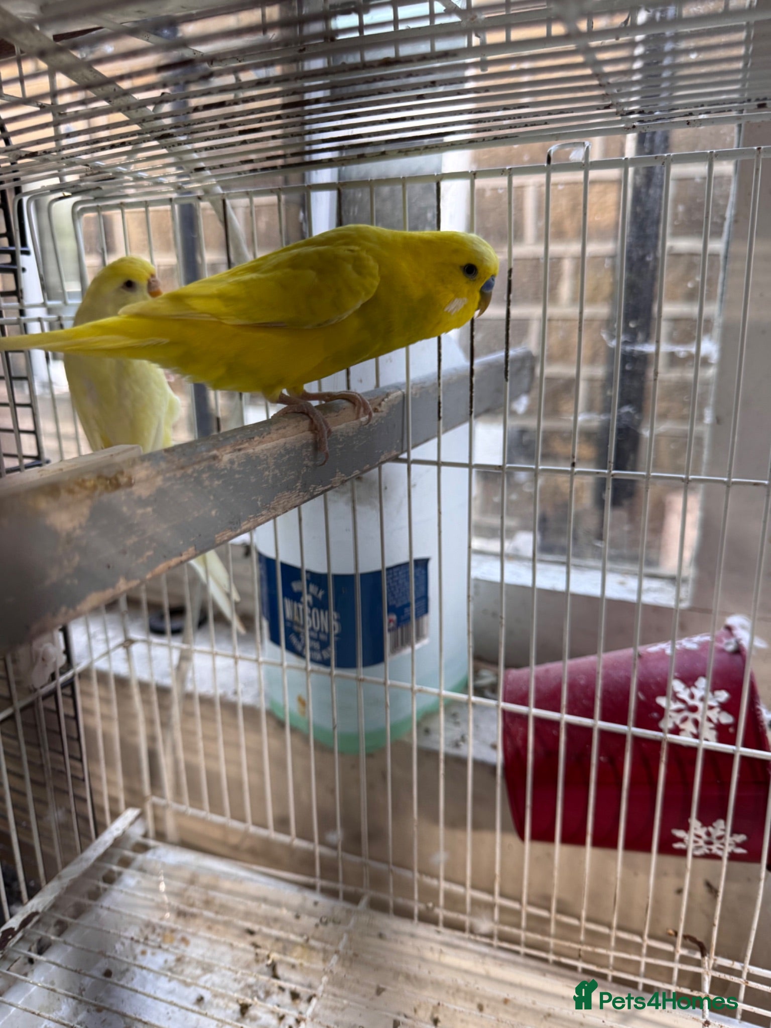 Budgerigars birds Breeding Pair For Sale - Advert 2