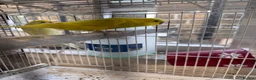 Budgerigars birds for sale: Breeding Pair For Sale in Huddersfield - Advert 1