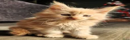 Maine Coon cats for sale: 6 Maine Coon kittens for sale  - Advert 24