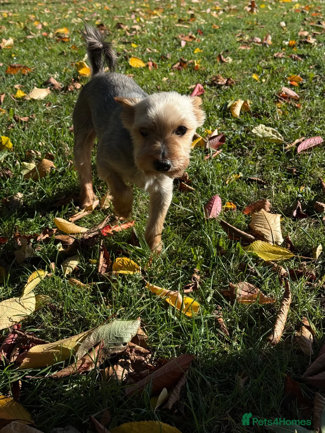 Yorkshire Terrier dogs for sale: ❤️ Loving Forever Home Wanted for Dasty 🐾 in Newcastle upon Tyne - Advert 2