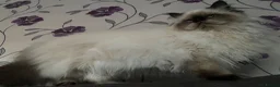 Persian cats for sale: Beautiful Himalayan Persian male for sale - Advert 3