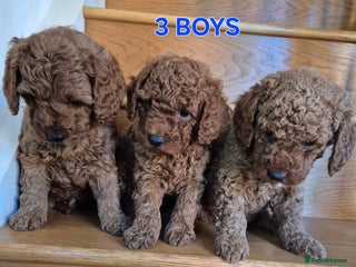 Mini Goldendoodle dogs F1b Red Miniature Goldendoodle tested parents - Advert 2
