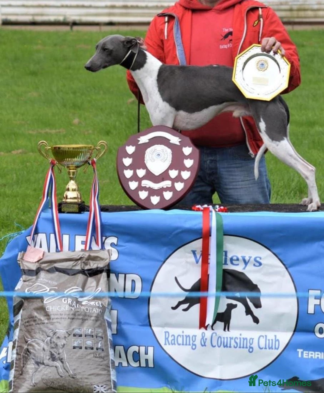 Whippet dogs for sale: Beautiful KC whippet pups for sale :) - Image 12