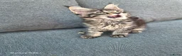 Maine Coon cats for sale: Licensed breeder-maine coon  - Advert 17