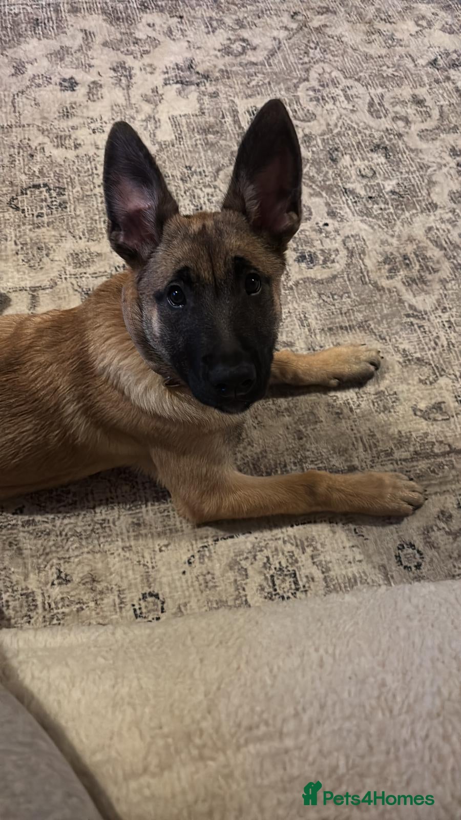 Belgian Shepherd Dog dogs Beautiful Belgian malinois girl - Advert 5