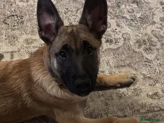 Belgian Shepherd Dog dogs Beautiful Belgian malinois girl - Advert 5