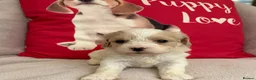Cavachon dogs for sale: Cavashon puppies  - Advert 4