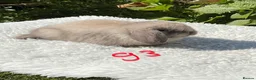 Mini Lop rabbits for sale: Pure bred mini lops baby rabbits . - Advert 8