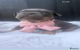 French Bulldog dogs for sale: 5 gorgeous fur babies 🩷 - Image 4