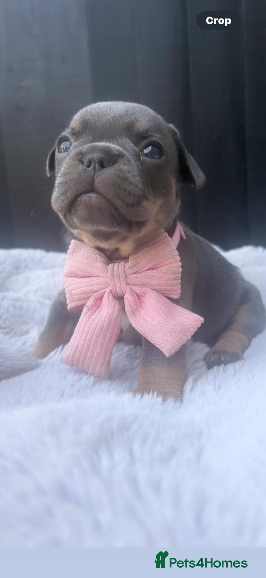French Bulldog dogs for sale: 5 gorgeous fur babies 🩷 - Image 4