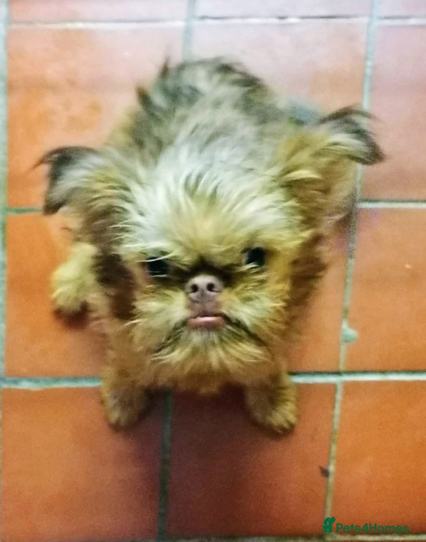 Griffon Bruxellois dogs One Beautiful Girl - Advert 1