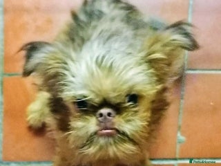 Griffon Bruxellois dogs One Beautiful Girl - Advert 12