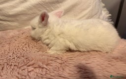 Mini Lop rabbits for sale: Mini lop rabbits - Image 4