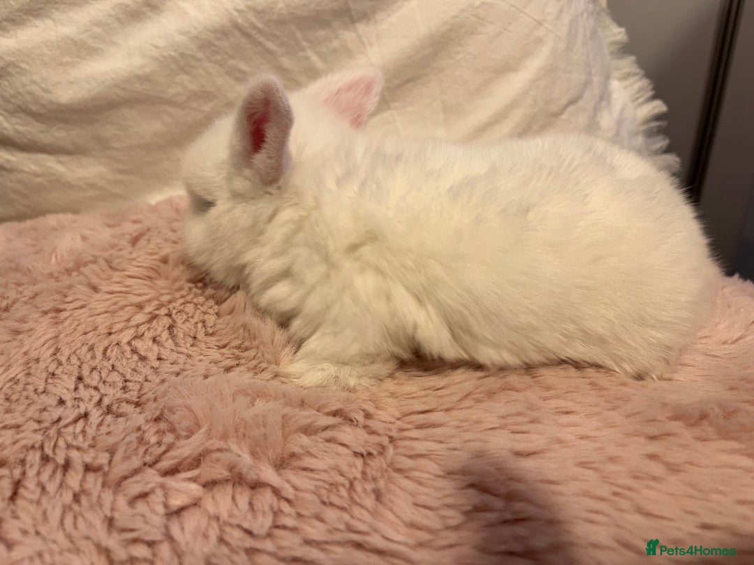 Mini Lop rabbits for sale: Mini lop rabbits - Image 4