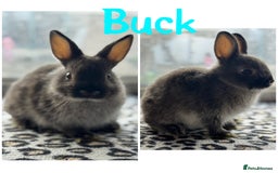 Netherland Dwarf rabbits for sale: Pure breed Netherlands dwarf male and female - Image 3