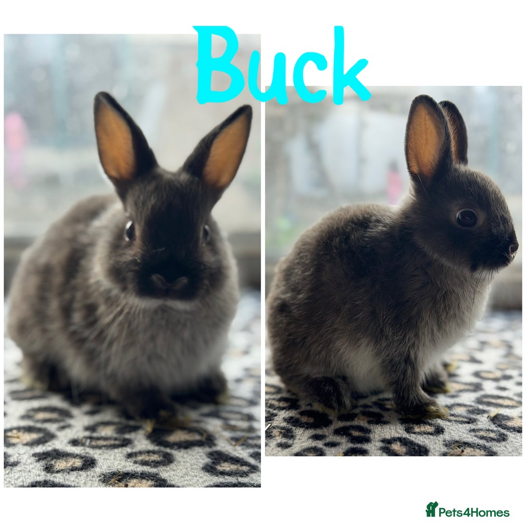 Netherland Dwarf rabbits for sale: Pure breed Netherlands dwarf male and female - Image 3