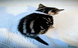 Bengal cats for sale: Beautiful Bengal x Mainecoon moggies - Image 8