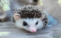 Pygmy Hedgehog rodents for sale: African Pygmy Hedgehog Hoglets  - Image 10